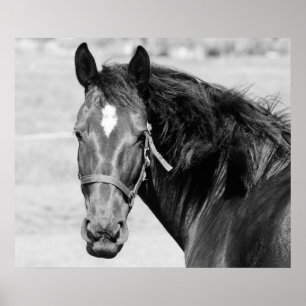 Poster Cheval Noir Blanc