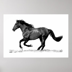 Poster Cheval Noir Blanc en Course