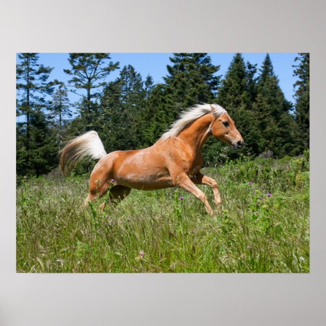 Poster Cheval Palomino traversant une prairie (Devant)