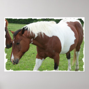 Poster Cheval Pinto