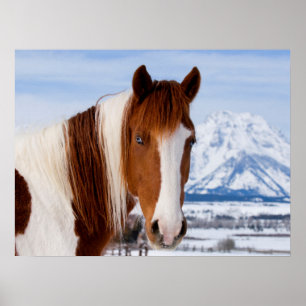 Poster Cheval Pinto mont Moran en hiver
