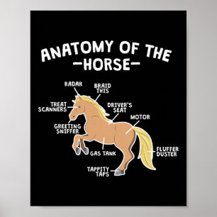 Poster Cheval Pun Anatomie Du Cheval Équitation Équitatio
