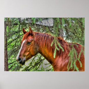 Poster Cheval rouge Dun Mare dans une équine de forêt