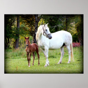 Poster Cheval roux irlandais