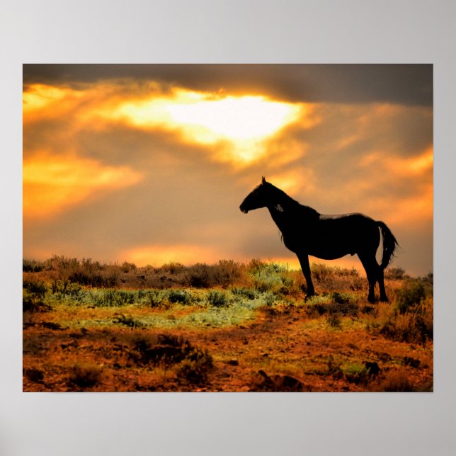Poster Cheval sauvage au coucher du soleil (Devant)