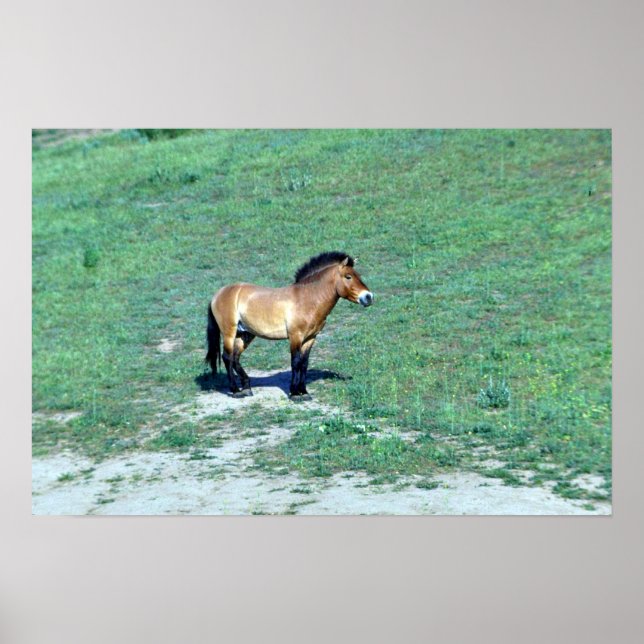 Poster Cheval sauvage de Mongolie (Przewalskii) (Devant)