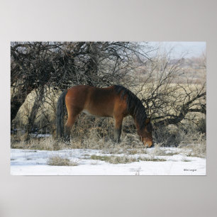 Poster Cheval sauvage de mustang dans la neige 1