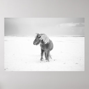 Poster Cheval sauvage, Islande