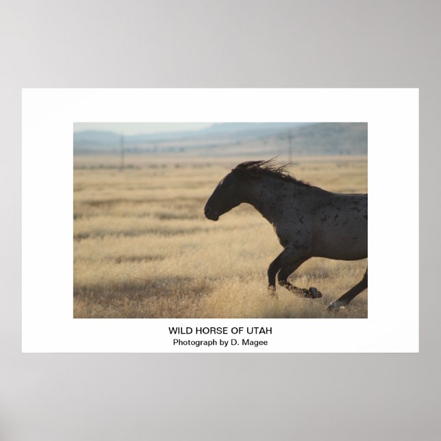 POSTER CHEVAL SAUVAGE PERSONNALISABLE DE L'UTAH PHOTOGRAP (Devant)