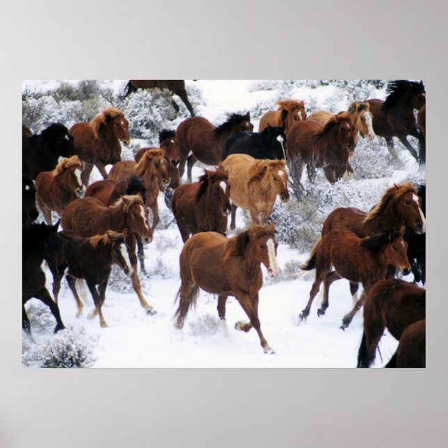 Poster Cheval sauvage qui court sur neige (Devant)