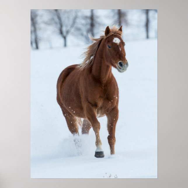 Poster Cheval simple courant dans la neige (Devant)