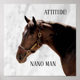 Poster Cheval Thoroughbred - Nano Man - Attitude