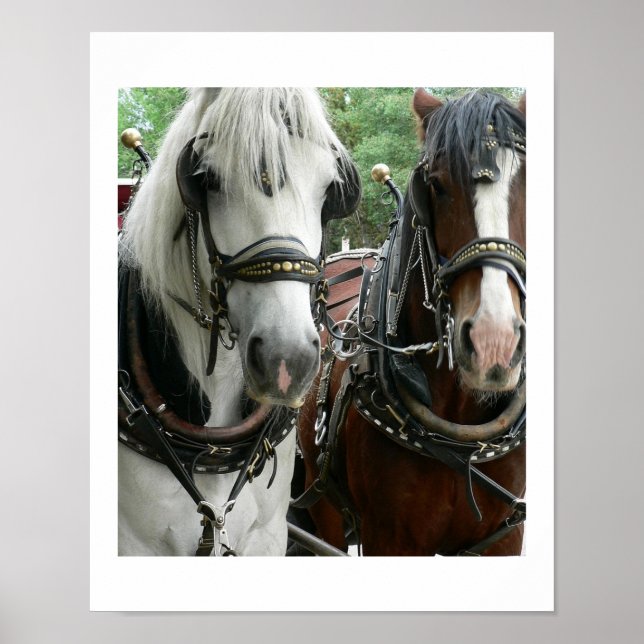 Poster Cheval tiré (Devant)