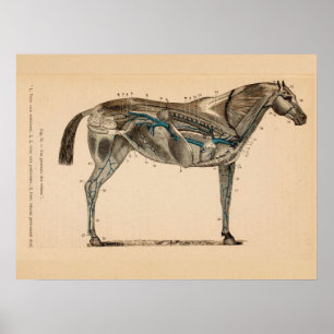 Poster Cheval Veines Anatomie cardiaque Français Vintage 