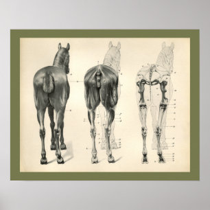 Poster Cheval Vétérinaire Muscle Skeletal Anatomie Imprim