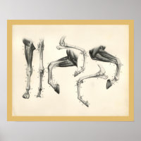 Cheval Vétérinaire Os De Jambe Anatomie Musculaire