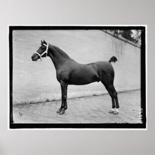 Poster Cheval vintage