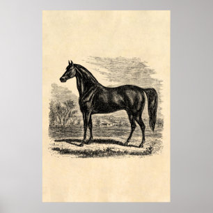 Poster Cheval vintage de 1800s - modèle de cavalier de