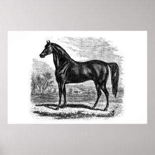 Poster Cheval vintage de 1800s - modèle de cavalier de