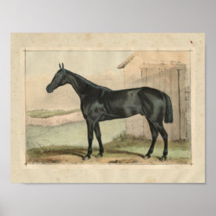 Poster Cheval vintage Imprimer 1873 Glengarry
