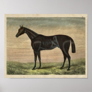 Poster Cheval vintage Imprimer 1873 Précurseur