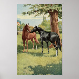 Poster Cheval vintage le cavalier de première rencontre