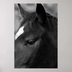 Poster Cheval wapcn