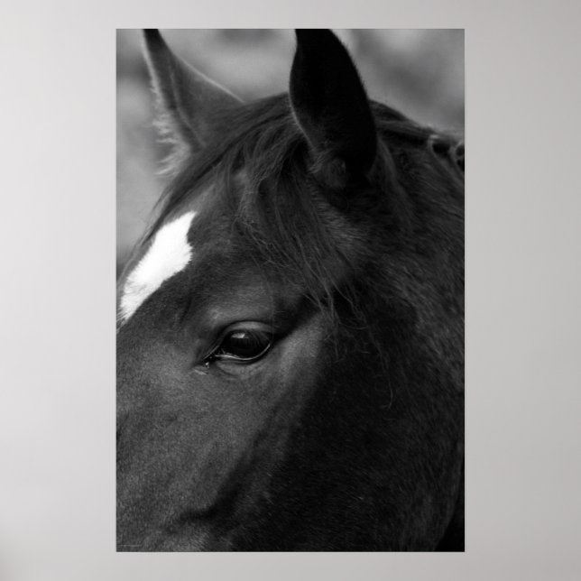 Poster Cheval wapcn (Devant)