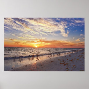 Poster Chevaliers semipalmés sur une plage de Floride au