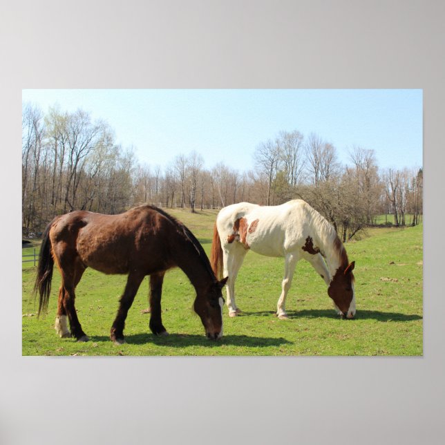 Poster Chevaux (Devant)