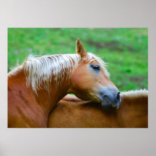 Poster Chevaux