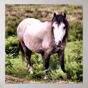 POSTER CHEVAUX