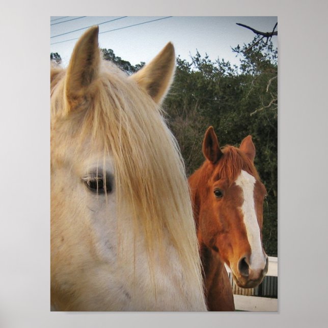 Poster Chevaux (Devant)