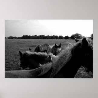Poster Chevaux
