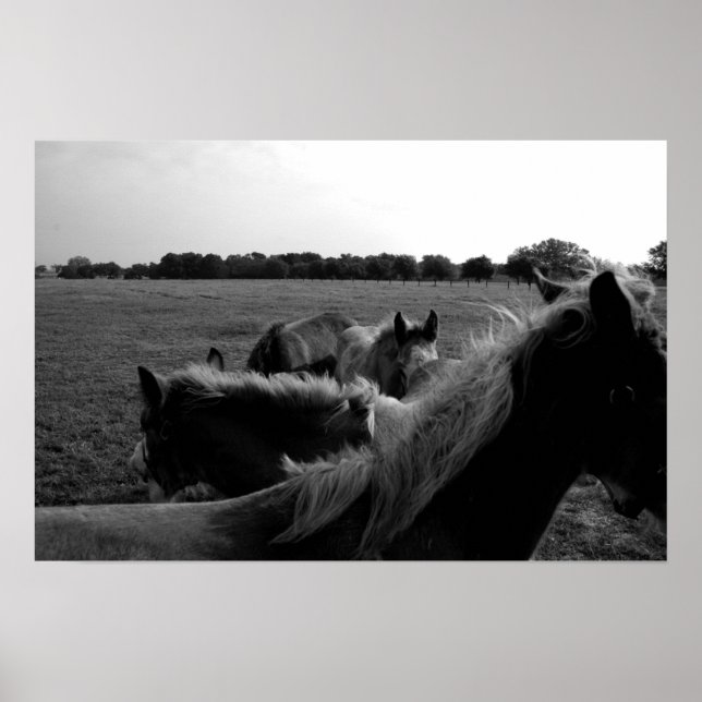 Poster Chevaux (Devant)