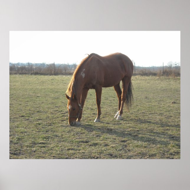 Poster Chevaux (Devant)