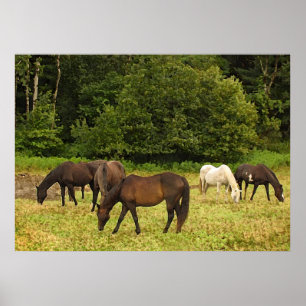 Poster Chevaux