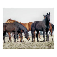 CHEVAUX