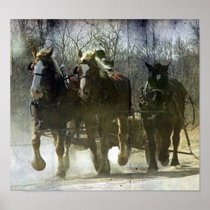Poster Chevaux Amish