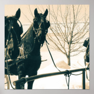 Poster Chevaux Amish