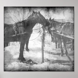 Poster Chevaux Amish en Grunge Noir et Blanc