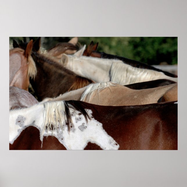 Poster Chevaux arc-en-ciel (Devant)