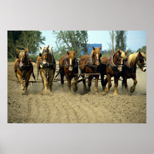 Poster Chevaux belges labourant, six-up, Red Top Farm, Ca