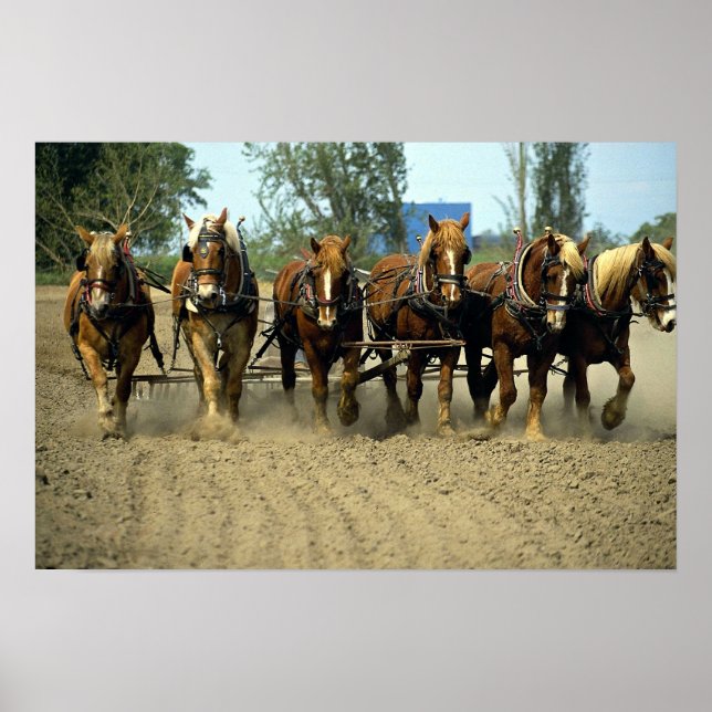 Poster Chevaux belges labourant, six-up, Red Top Farm, Ca (Devant)