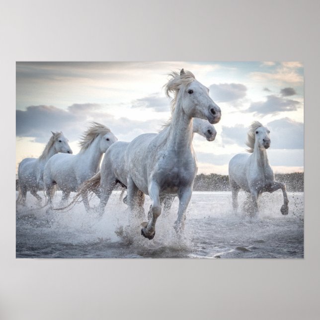 Poster Chevaux blancs (Devant)