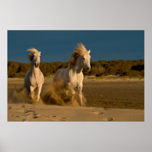 Poster Chevaux Blancs Courant Sur La Plage   Camargue, Fr