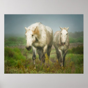 Poster Chevaux blancs de Camargue à Field