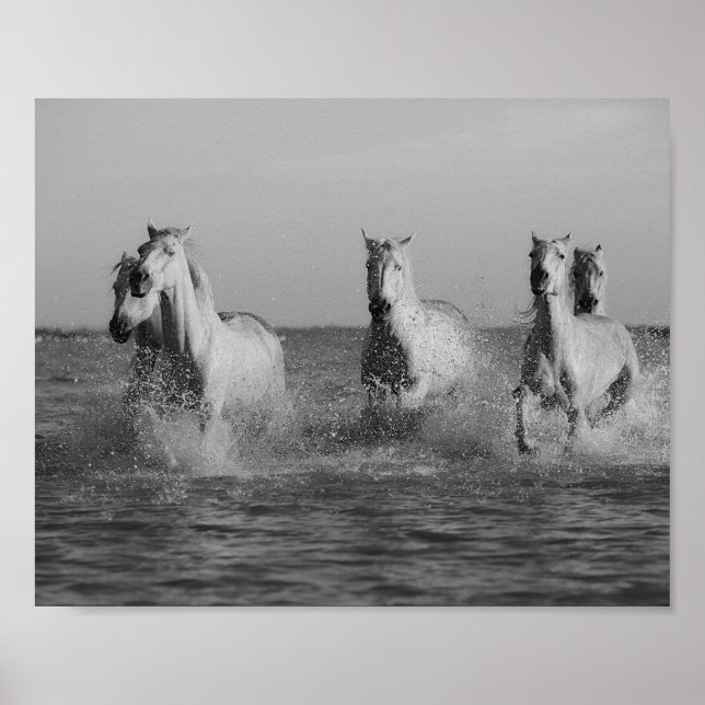 Poster Chevaux blancs, océan, photo noir et blanc (Devant)