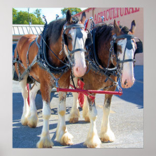 Poster Chevaux Clydesdale