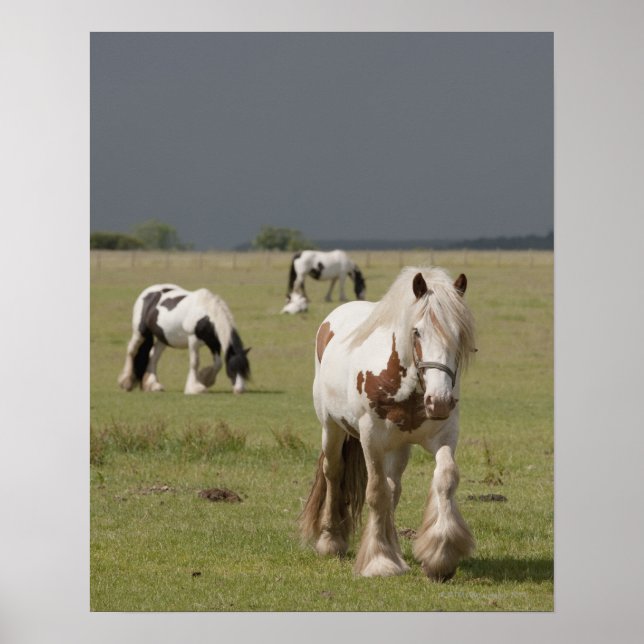 Poster Chevaux Clydesdale dans un champ, Northumberland, (Devant)